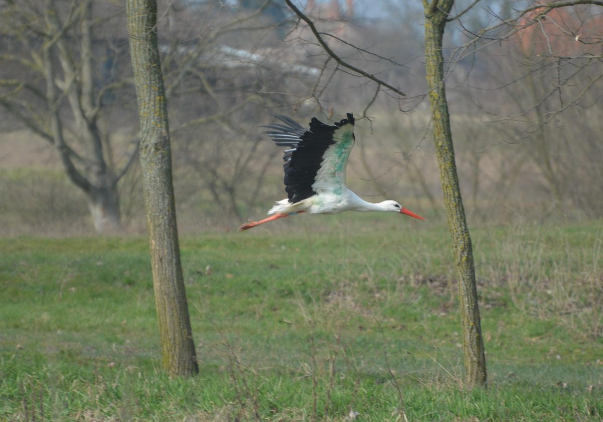 A gólya repül (fotó: Papp Ferenc)