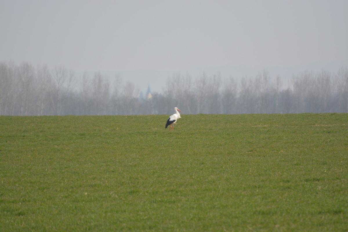A mező közepén, gólya módra (fotó: Papp Ferenc)