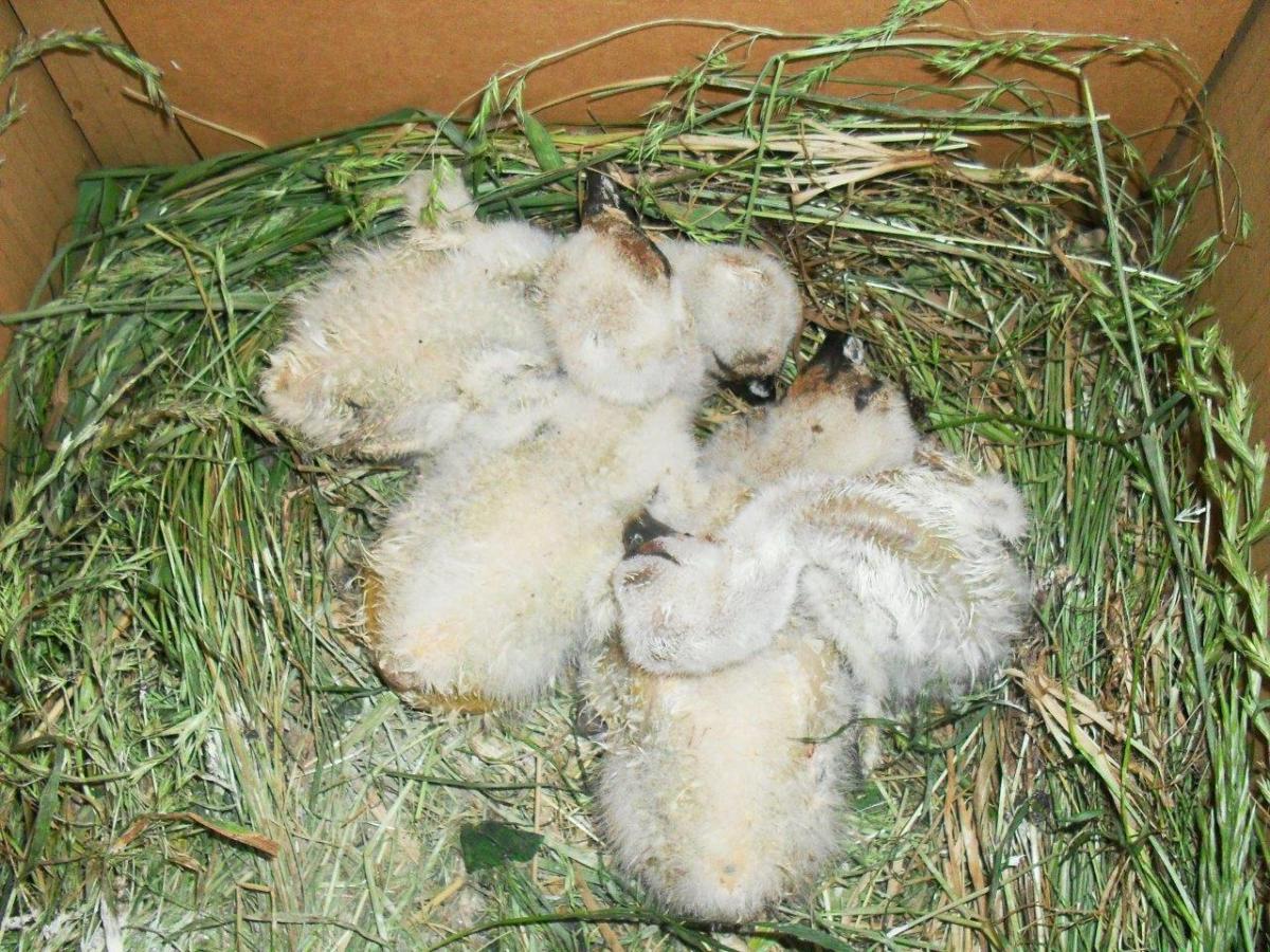 A kikelt dejtári fiókák új „fészkükben”, május 24-28 keltek, 74-84 grammosan (fotó: Börzsöny Alapítvány)